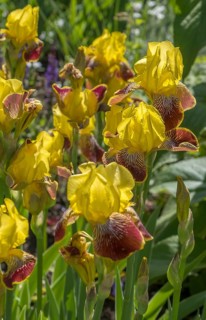 German iris (Iris ×germanica), North Rhine-Westphalia, Germany