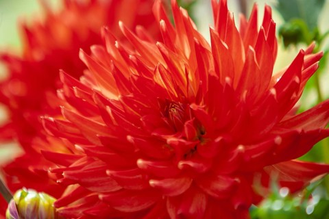 Close-up of a red dahlia flower with bright, pointed petals, Münsterland, North Rhine-Westphalia,