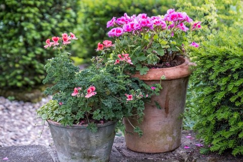 Scented geraniums on a wall, North Rhine-Westphalia, Germany