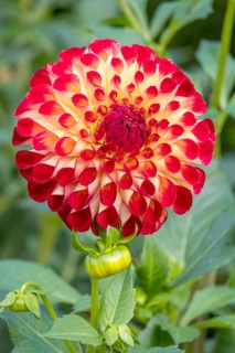 Red-yellow dahlia flower with symmetrical pattern in greenery, Münsterland, North Rhine-Westphalia,