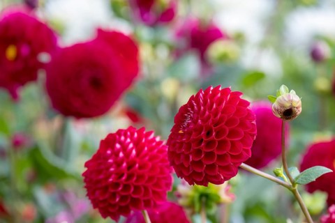 Intense red dahlia flowers in the garden against a blurred background, Münsterland, North