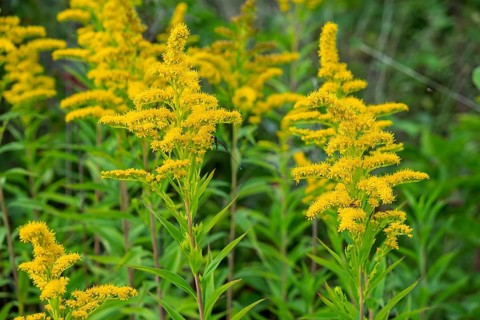 Solidago canadensis (Solidago canadensis), Province of Overijssel, Netherlands