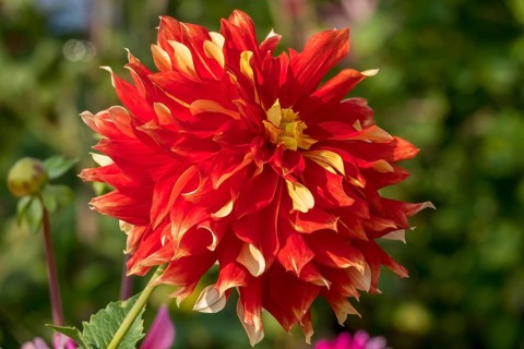 Bright red-yellow dahlia flower upright in the sunlight, Münsterland, North Rhine-Westphalia,