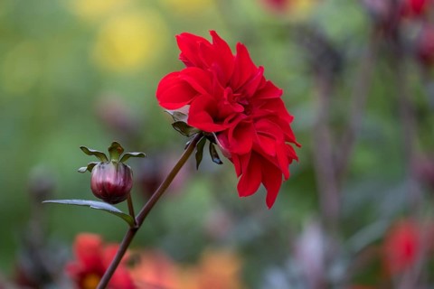 Red dahlia flower with bud in a garden against a blurred background, Münsterland, North