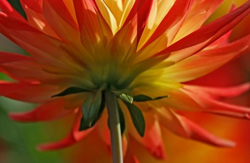A dahlia flower in bright shades of red and yellow photographed from below, North Rhine-Westphalia,