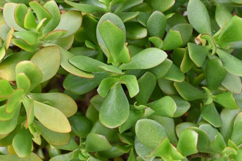 Close up of green thick leaves of 'Crassula Ovata' Jade plant
