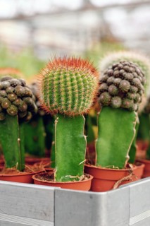 Close up of grafted cacti. Two different species of cacti combined together to form a single plant