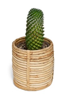 Mammillaria cactus plant in boho style basket flower pot on white background