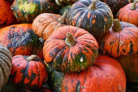 Pile of Zucca Lakota pumpkins at autumn farmers market for seasonal harvest