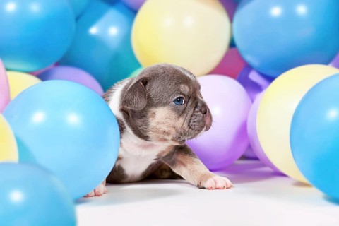 3 weeks old blue tan French Bulldog dog puppy between colorful balloons