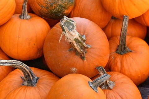 Close up of bright orange pumpkins for Halloween carving at autumn market