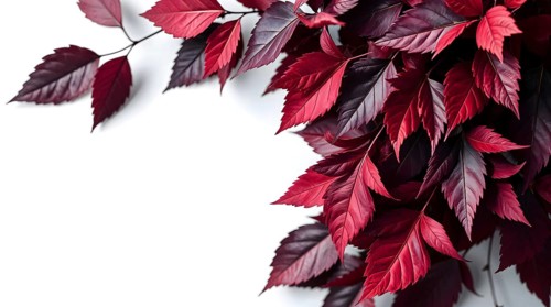 Lush red autumn leaves in various shades of burgundy adorn a clean white background, showcasing