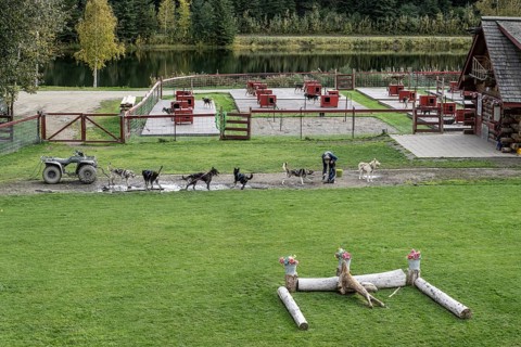Sled dog station, Fairbanks, Alaska, USA