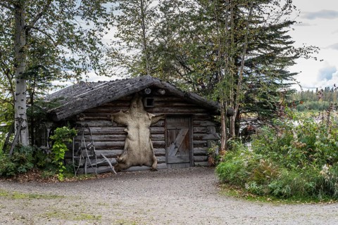 Bearskin on a cabin, Fairbanks, Alaska, USA