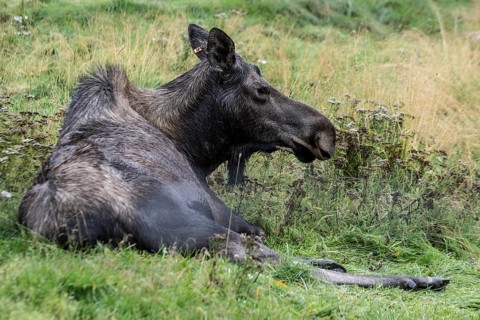 Moose (Alces alces) at the Alaska Wildlife Conservation Centre, Portage Valley, Alaska, USA