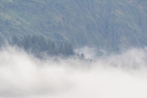 Fog on a forested mountainside, Juneau, Alaska, USA