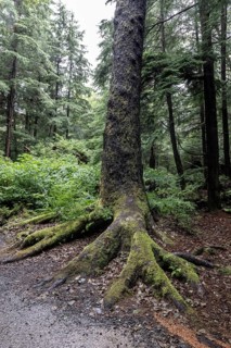 Trunk of a hemlock tree (Tsuga canadensis) in the Pacific Rainforest, Ketchikan, Alaska, USA