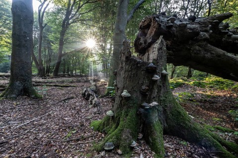 Broken old copper beech (Fagus sylvatica) with tinder fungus (Fomes fomentarius), Emsland, Lower