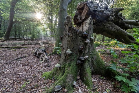 Broken old copper beech (Fagus sylvatica) with tinder fungus (Fomes fomentarius), Emsland, Lower