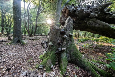 Broken old copper beech (Fagus sylvatica) with tinder fungus (Fomes fomentarius), Emsland, Lower