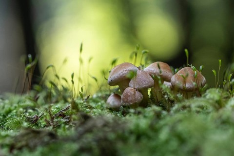 Young Sulphur tufts (Hypholoma fasciculare), Emsland, Lower Saxony, Germany