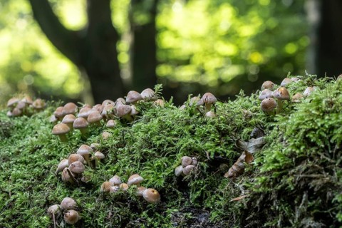 Young Sulphur tufts (Hypholoma fasciculare), Emsland, Lower Saxony, Germany