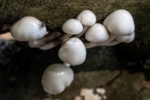 Ringed beech slime moulds (Oudemansiella mucida), Emsland, Lower Saxony, Germany