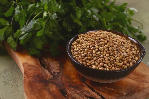 A bunch of fresh cilantro, coriander seeds and bowls, close-up, top view, no people, food and