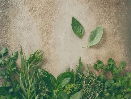 Various fresh herbs are neatly placed along a textured wall. Bright greenery including cilantro,