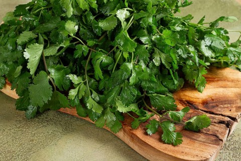 Bright green cilantro leaves are piled on a rustic wooden cutting board, showcasing their vibrant