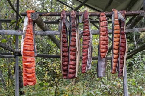 Salmon fillets, hung up to dry, Fairbanks, Alaska, USA