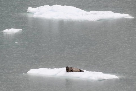 Largha seal (Phoca largha) on an ice floe, Glacier Bay, Alaska, USA