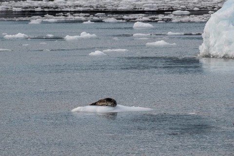 Largha seal (Phoca largha) on an ice floe, Glacier Bay, Alaska, USA