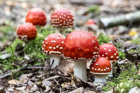 Fly agaric (Amanita muscaria), Emsland, Lower Saxony, Germany