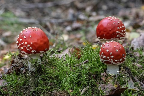 Fly agaric (Amanita muscaria), Emsland, Lower Saxony, Germany