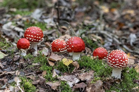 Fly agaric (Amanita muscaria), Emsland, Lower Saxony, Germany
