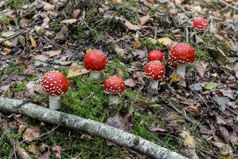 Fly agaric (Amanita muscaria), Emsland, Lower Saxony, Germany