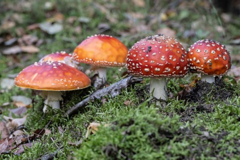 Fly agaric (Amanita muscaria), Emsland, Lower Saxony, Germany