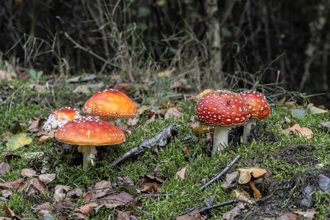 Fly agaric (Amanita muscaria), Emsland, Lower Saxony, Germany