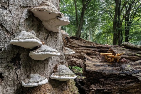 Tinder fungus (Fomes fomentarius) and golden scales (Photiola aurivella), Emsland, Lower Saxony,