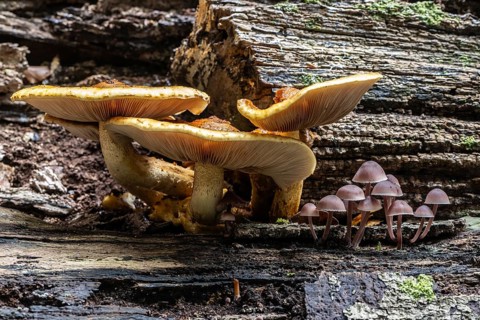 Golden scales (Photiola aurivella) and Stump Brittlestem (Psathyrella piluliformis), Emsland, Lower
