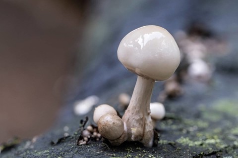 Ringed beech slime moulds (Oudemansiella mucida), Emsland, Lower Saxony, Germany