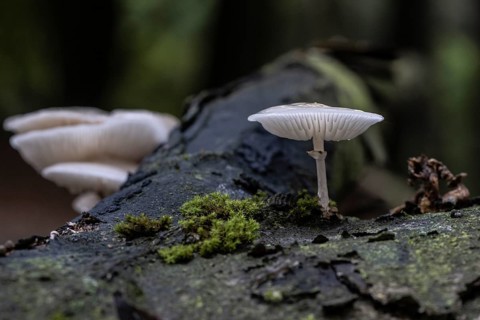 Ringed beech slime moulds (Oudemansiella mucida), Emsland, Lower Saxony, Germany