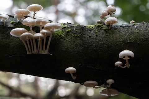 Ringed beech slime moulds (Oudemansiella mucida), Emsland, Lower Saxony, Germany