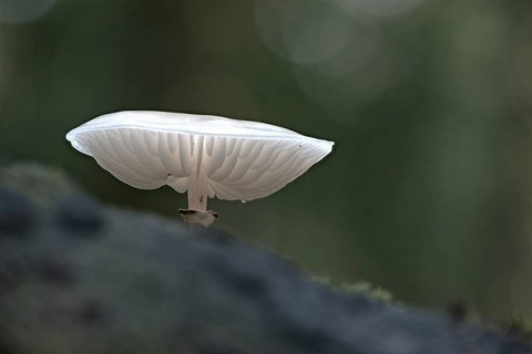 Ringed beech slime beetle (Oudemansiella mucida), Emsland, Lower Saxony, Germany