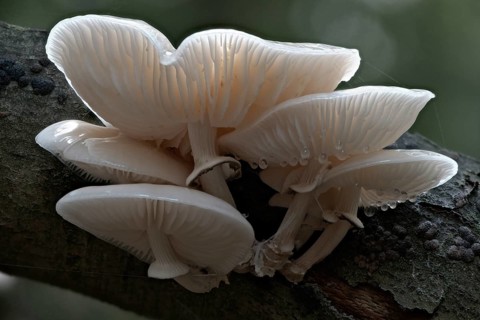 Ringed beech slime moulds (Oudemansiella mucida), Emsland, Lower Saxony, Germany