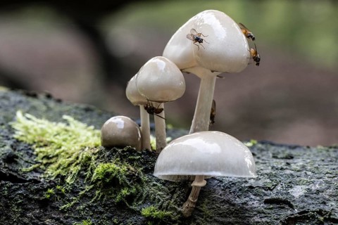 Ringed beech slime moulds (Oudemansiella mucida), Emsland, Lower Saxony, Germany