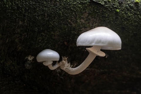 Ringed beech slime moulds (Oudemansiella mucida), Emsland, Lower Saxony, Germany