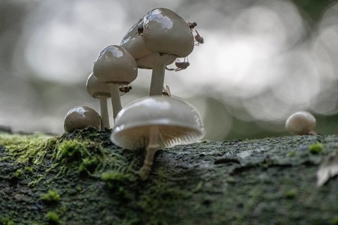 Ringed beech slime moulds (Oudemansiella mucida), Emsland, Lower Saxony, Germany