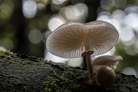 Ringed beech slime moulds (Oudemansiella mucida), Emsland, Lower Saxony, Germany